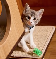 Kitten-sized supplies