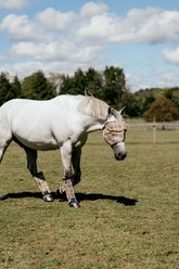 5/A Baker Horse PVC Mesh Fly Mask without Ears, Cob slide 2 of 4