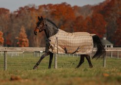 5/A Baker 555 Gram Extreme Horse Turnout Blanket, 86-in