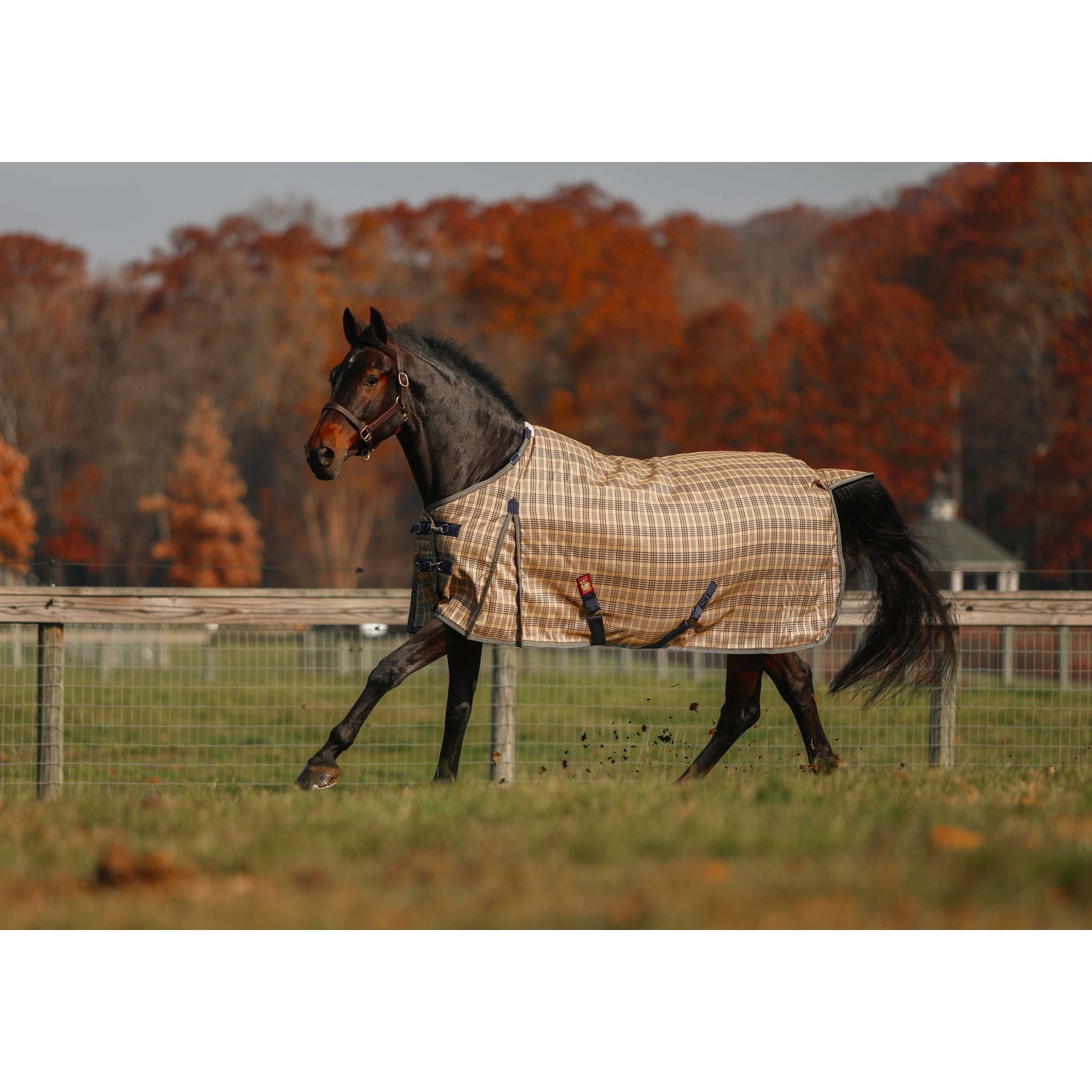 5/A Baker 555 Gram Extreme Horse Turnout Blanket, 86-in