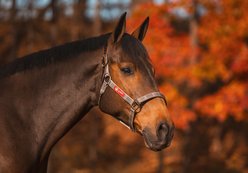 5/A Baker Breakaway Nylon Halter with Full Leather Crown, Horse slide 2 of 3