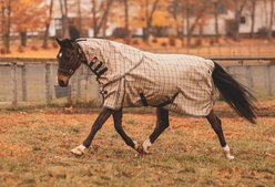 5/A Baker Horse Neck Cover for Turnout Sheet, X-Small: 56 to 62-in slide 2 of 3