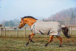 5/A Baker 400 Gram Horse Turnout Blanket, 54-in