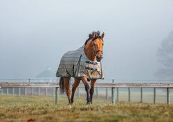 5/A Baker 200 Gram Horse Turnout Blanket, 86-in