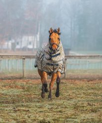 5/A Baker 200 Gram Horse Turnout Blanket, 86-in slide 2 of 5