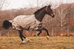 5/A Baker Horse Turnout Sheet, 86-in