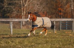 5/A Baker 200 Gram Horse Foal & Pony Expand-O-Blanket, X-Large slide 2 of 5