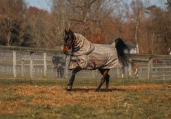 5/A Baker 200 Gram Extreme Horse Neck Cover for Turnout Blanket, Small: 64 to 66-in
