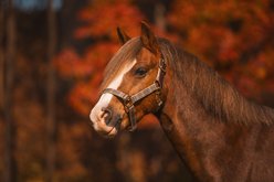 5/A Baker Breakaway Nylon Halter with Full Leather Crown, Cob