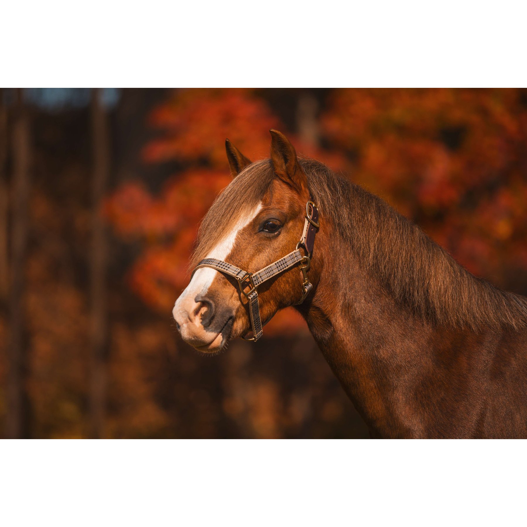 5/A Baker Breakaway Nylon Halter with Full Leather Crown, Cob