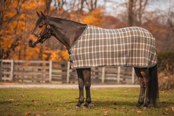 5/A Baker Fleece Horse Dress Sheet, 72-in
