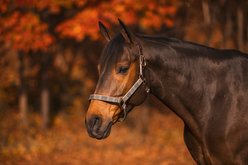 5/A Baker Breakaway Nylon Halter with Full Leather Crown, Horse