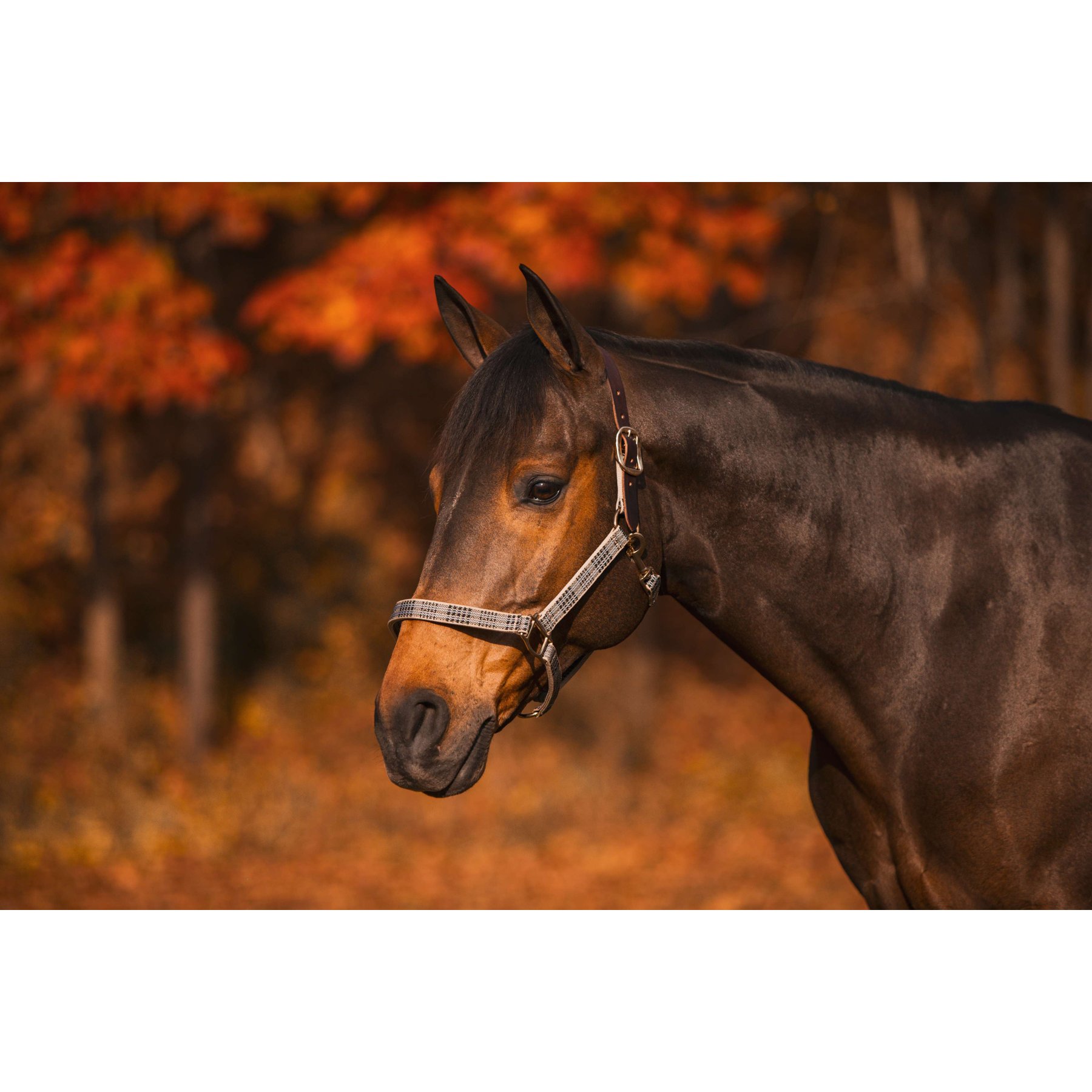 5/A Baker Breakaway Nylon Halter with Full Leather Crown, Large
