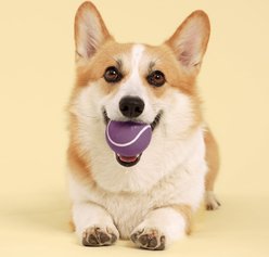Playology Bacon Scented Squeaky Chew Ball Dog Toy, Medium slide 2 of 7