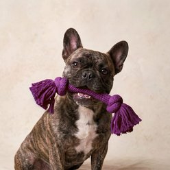 Playology Dri-Tech Bacon Scented Rope Dog Toy, Medium slide 2 of 7