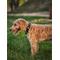 Show in main carousel: DOGISTRY x Fi Rockstar 3+ Dog Collar Band, Medium: 13 to 16-in neck, 1-in wide slide 8 of 8