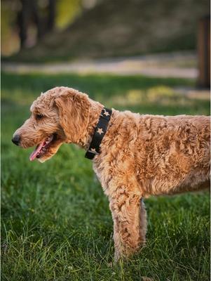 Show full view: DOGISTRY x Fi Rockstar 3+ Dog Collar Band, Medium: 13 to 16-in neck, 1-in wide slide 8 of 8