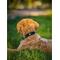 Show in main carousel: DOGISTRY x Fi Rockstar 3+ Dog Collar Band, Medium: 13 to 16-in neck, 1-in wide slide 3 of 8
