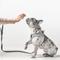 Show in main carousel: DOGISTRY SoHo Step-In Dog Harness, Steel, Large: 16 to 18-in chest slide 6 of 6