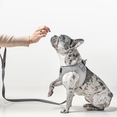 Show full view: DOGISTRY SoHo Step-In Dog Harness, Steel, Large: 16 to 18-in chest slide 6 of 6