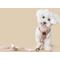 Show in main carousel: DOGISTRY SoHo Step-In Dog Harness, Blush, X-Large: 18 to 20.5-in chest slide 6 of 7