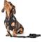Show in main carousel: DOGISTRY SoHo Step-In Dog Harness, Black, X-Large: 18 to 20.5-in chest slide 4 of 8