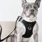 Show in main carousel: DOGISTRY SoHo Step-In Dog Harness, Black, X-Large: 18 to 20.5-in chest slide 7 of 8
