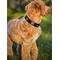 Show in main carousel: DOGISTRY x Fi Rockstar 3+ Dog Collar Band, Medium: 13 to 16-in neck, 1-in wide slide 2 of 8