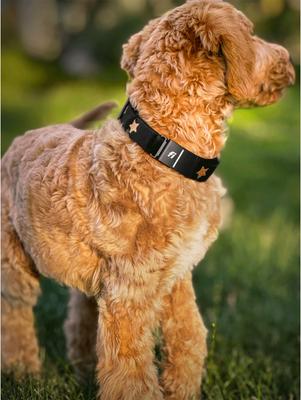 Show full view: DOGISTRY x Fi Rockstar 3+ Dog Collar Band, Medium: 13 to 16-in neck, 1-in wide slide 2 of 8