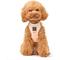 Show in main carousel: DOGISTRY SoHo Step-In Dog Harness, Dune, Large: 16 to 18-in chest slide 7 of 8