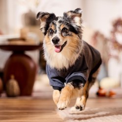 Frisco Luxe Crewneck Dog & Cat Sweatshirt, Heather Gray, Large slide 2 of 7