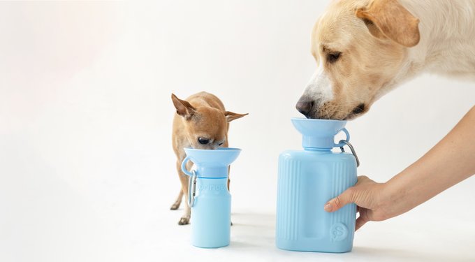 SPRINGLAND Travel Dog & Cat Water Bottle, Lilac, 15-oz - Chewy.com