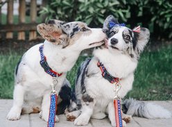 Up Country New Stars Adjustable Dog Collar, XX-Large: 27-in neck, 1-in wide slide 2 of 5