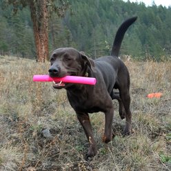 Ruff Dawg Stick Crunch Dog Toy, Pink, Large slide 2 of 4