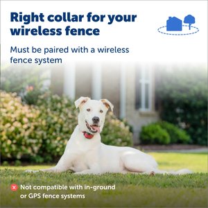 PetSafe Stubborn Dog Stay+Play Wireless Fence Receiver Collar