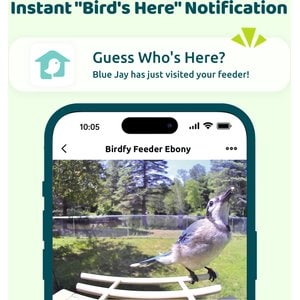 Birdfy Wooden Smart Bird Feeder with Camera Solar Powered, Ebony, 2.8L