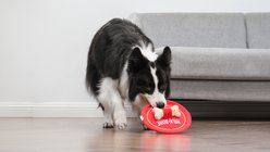 Milk-Bone Treat Chaser Frisbee Squeaky Flying Disc Dog Toy, 8-in slide 2 of 5