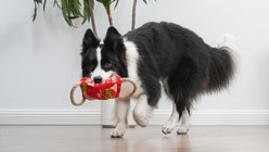 Milk-Bone Squeaker Box Rope Tug Dog Toy, Large: 8-in slide 2 of 5