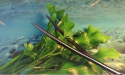 Tamsco Instruments Aquarium Scissors Aquascaping Tool, 8-in slide 2 of 3