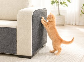 Pet proofing