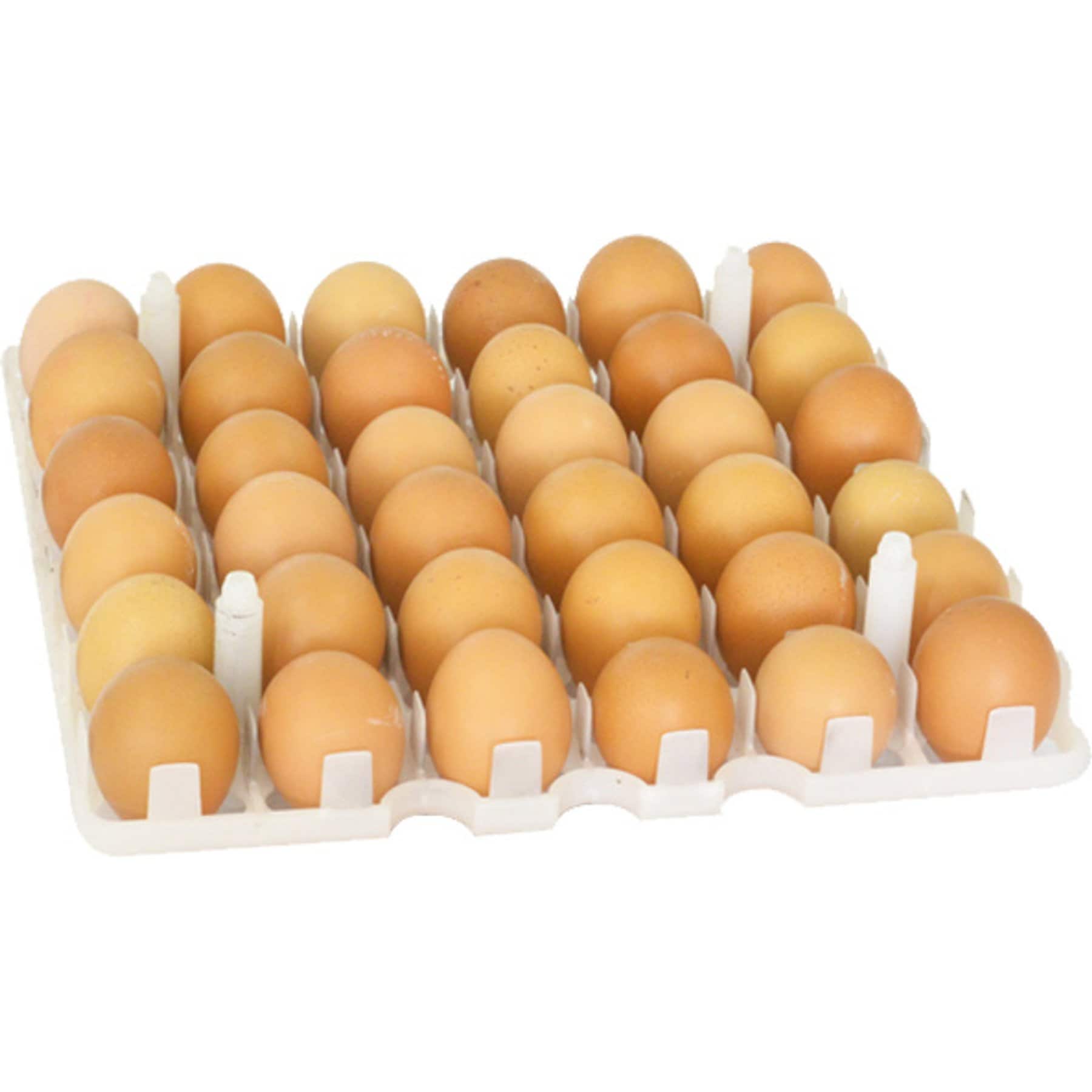 Hatching Time Chicken Egg Carrier for CT Incubators & Storage, 36 eggs
