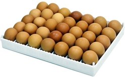 Hatching Time Flexy 35 Egg Setter Tray with Adjustable Separators