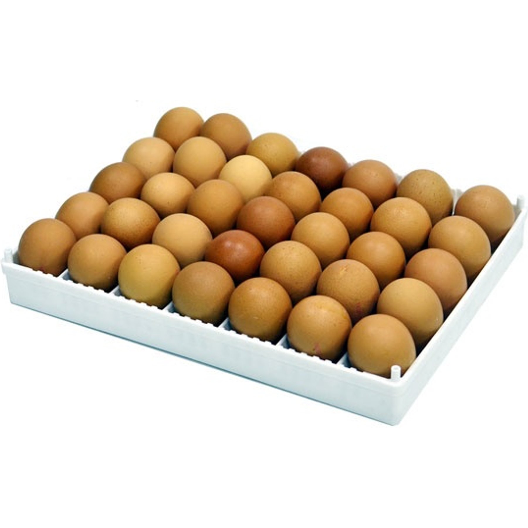 Hatching Time Flexy 35 Egg Setter Tray with Adjustable Separators