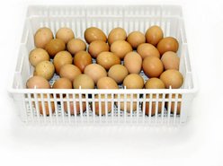 Hatching Time Chicken, Duck & Quail Incubator Basket with Cover, 35 eggs