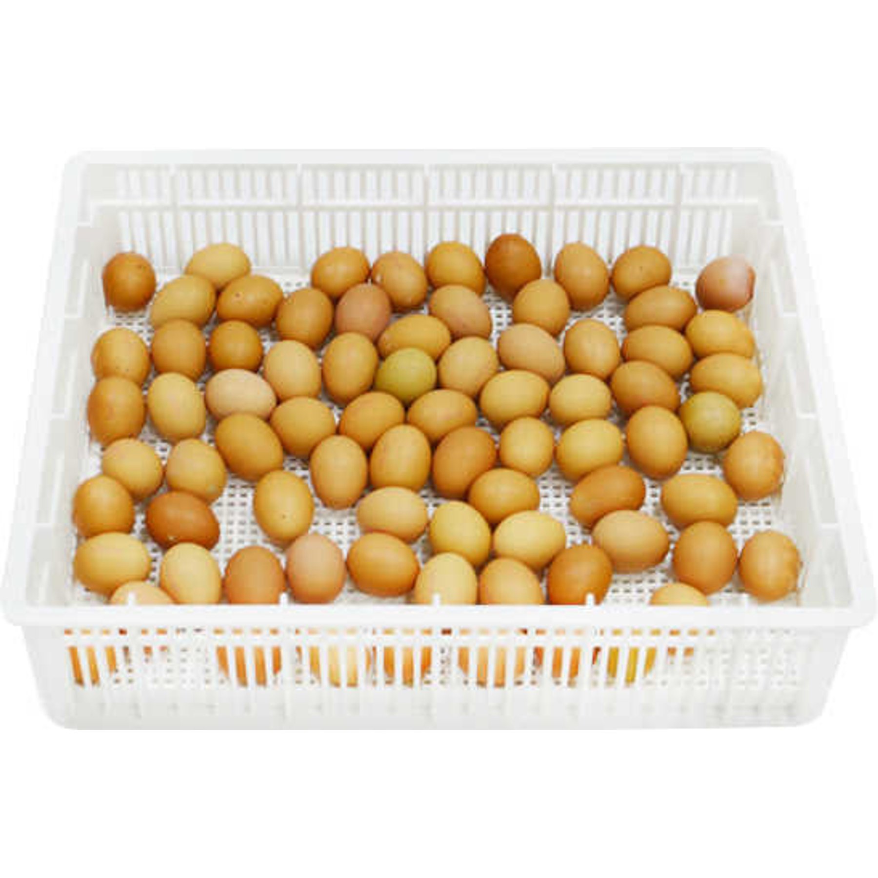 Hatching Time Chicken, Duck & Turkey Hatching Basket with Cover