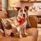 Show in main carousel: Frisco Jack O' Lantern Pumpkin Dog & Cat Bandana Costume, Orange, X-Small/Small slide 6 of 8