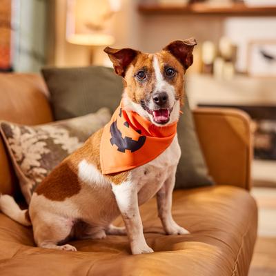 Show full view: Frisco Jack O' Lantern Pumpkin Dog & Cat Bandana Costume, Orange, X-Small/Small slide 6 of 8