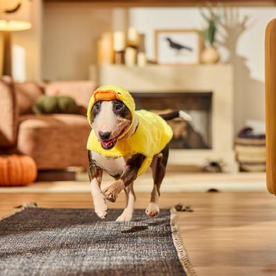 Show full view: Frisco Duck Dog & Cat Costume, Medium slide 7 of 9