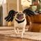 Show in main carousel: Frisco Spider Dog & Cat Costume Accessory, Medium/Large slide 6 of 8