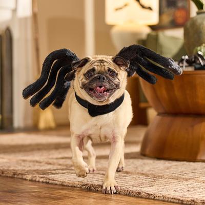 Show full view: Frisco Spider Dog & Cat Costume Accessory, Medium/Large slide 6 of 8
